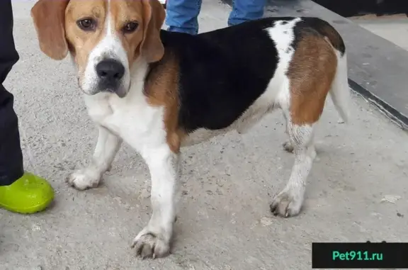 Собака породы бигль-харьер найдена в Истринском районе, деревня Борисково
