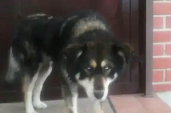 Пропала собака в с. Кулаково (Тюменская обл.) - метис хаски, серого цвета.