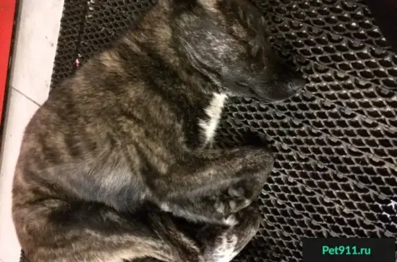 Найдена собака у ТЦ Кит в Мытищах