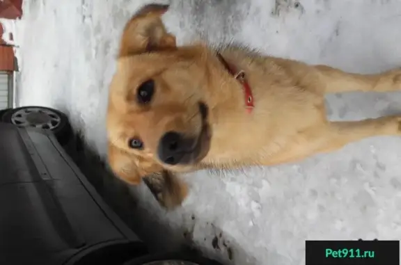 Найдена рыжая собака в Дубках, Владимирская область