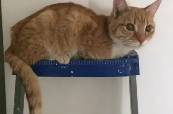 Найдена рыжая кошка на Таватуйской