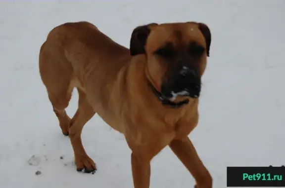 Найдена собака в Золотаревке на Мичурина
