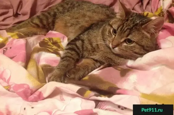 Пропала полосатая кошка на заправке ПТК в Псковской области