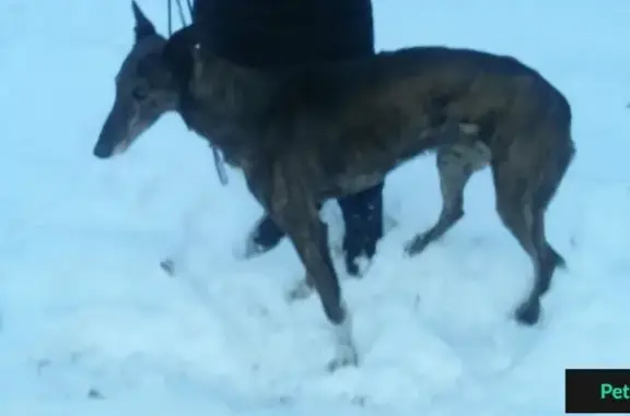 Найден пес в Красносвободном, Тамбовская область.