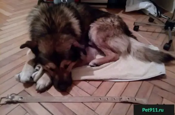 Найден домашний пес возле Стардогса, ищем хозяина (Москва, м. Сходненская)