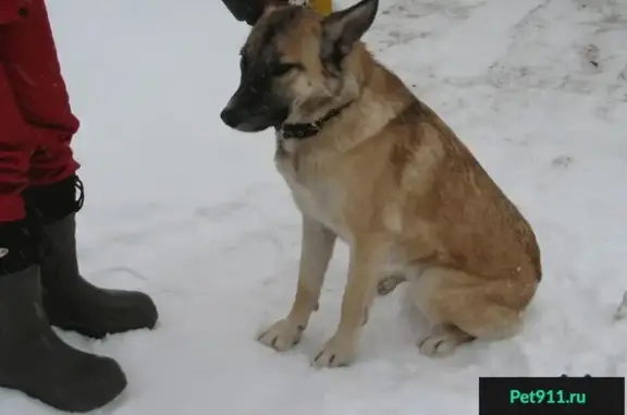 Найдена собака в д. Жорновка, Калининский р-н, 04.01.2017