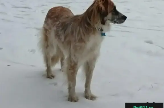 Пропала собака Изи в Жулебино, Москва. СОС!