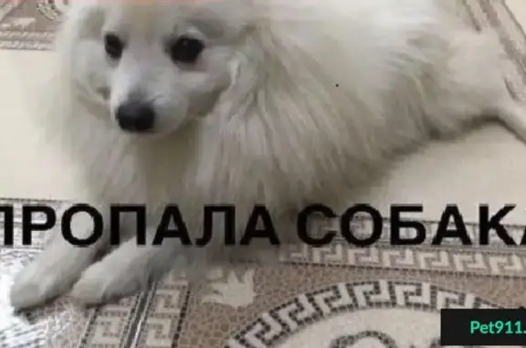 Пропала собака в Пашковке, японский белый шпиц.
