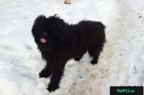 Пропала собака в Радищево, Солнечногорский район