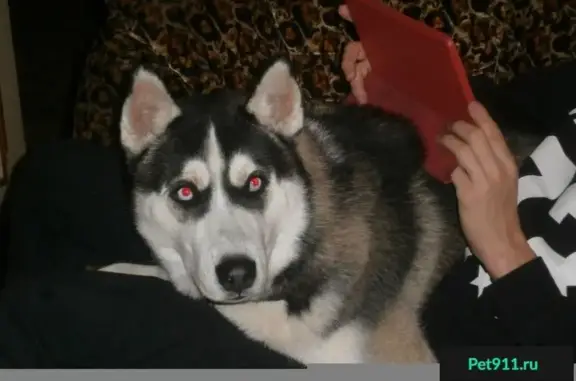 Пропала собака в Иссинском районе, Пензенская область, помогите найти!