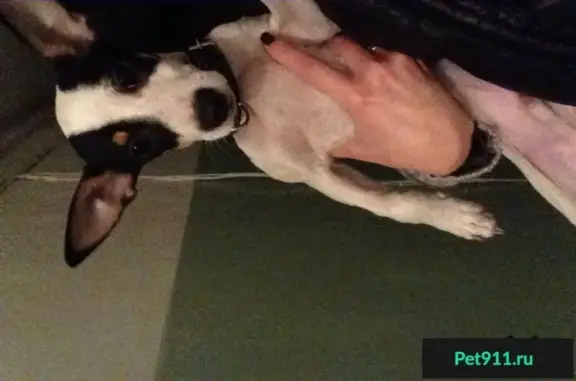 Найдена собака, Новокузнецк, фото: Найден ласковый пёсик на Покрышкина 20