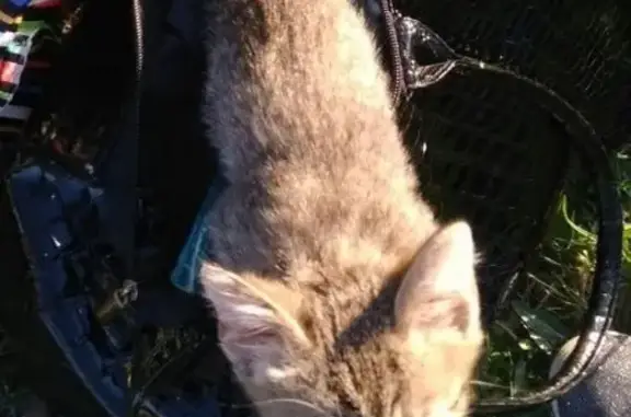 Кошка найдена на Ново-Московской улице