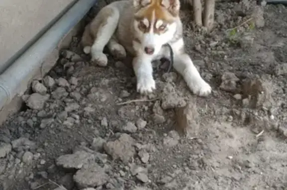 Найден щенок сибирской хаски в Железнодорожном районе