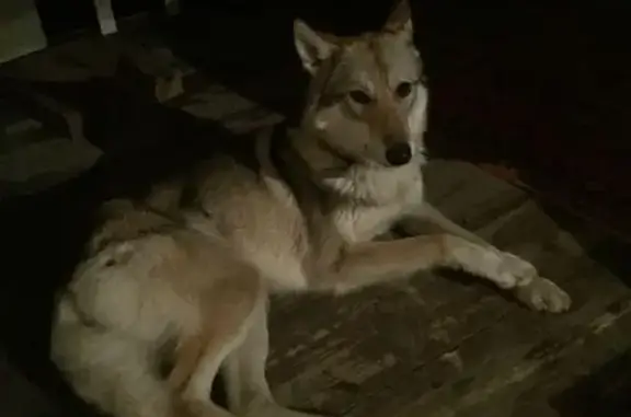 Найдена ласковая собака в деревне Мехово
