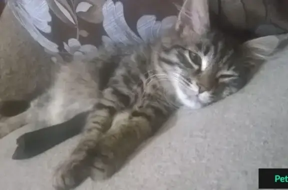 Найдена кошка в Новоленино, Иркутск