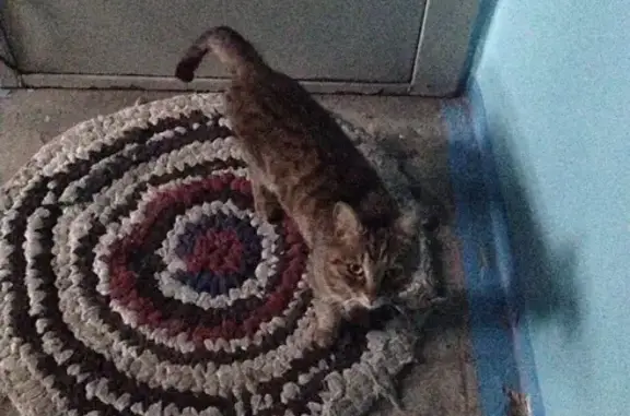 Потерян домашний кот в 7 мкр (Ангарск)
