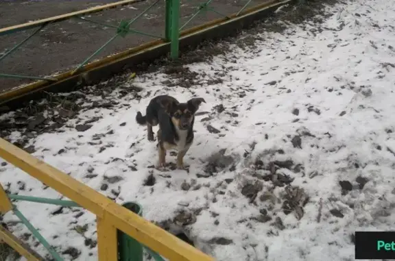 Найдена собака, Новокузнецк, фото: Найдена собака в Новокузнецке, ищем хозяев.