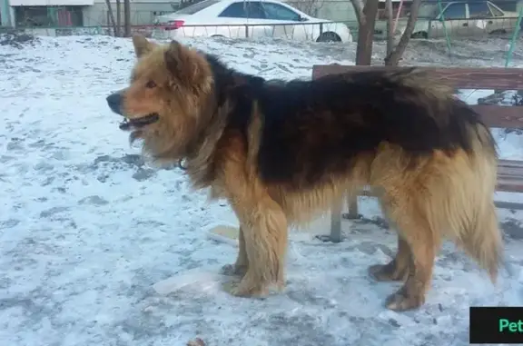 Найдена собака на ул. Четаева 24, черный ошейник с карабином