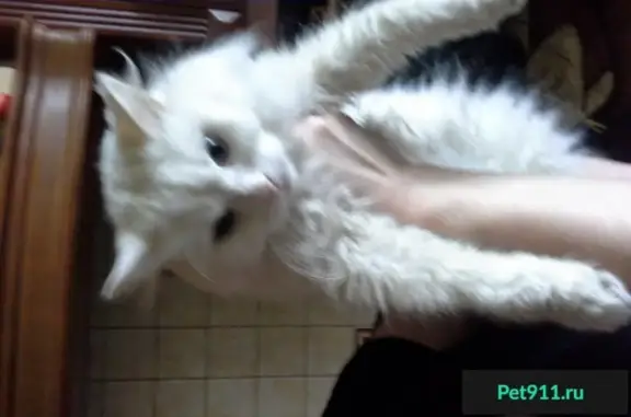 Найдена белая кошка на ул. Д. Бедного в Иваново