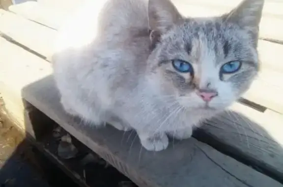 Найден умный кот на Ракитовском шоссе
