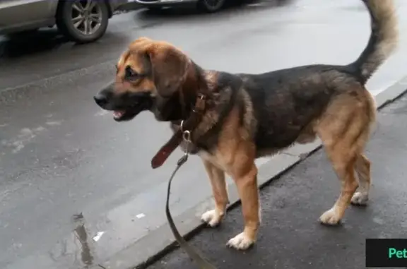 Найдена собака в Щербинке, Москва