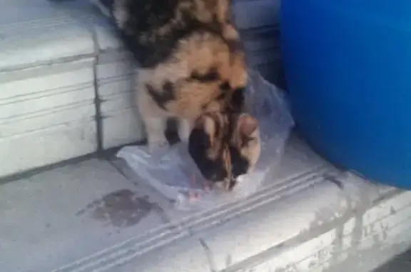Найдена домашняя кошка в Воронеже