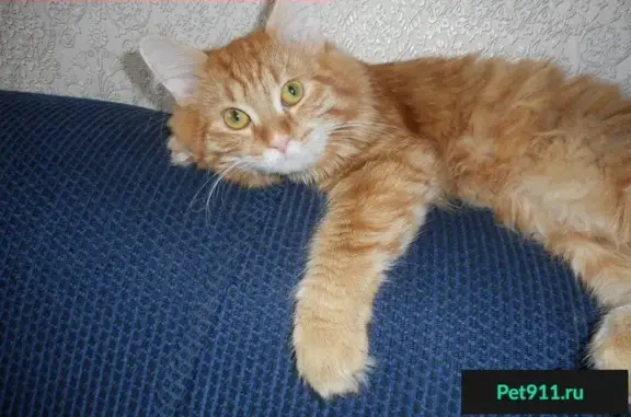 Кошки потеряшки, Сибай, фото: Потеряшка рыжий кот на даче в Баймакском районе