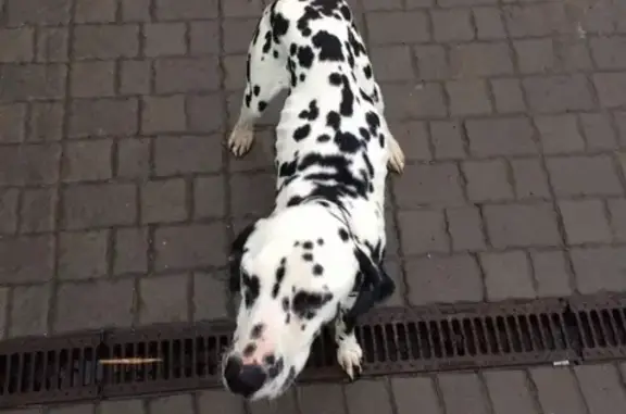 Найдена худая собака на ул. Ленина, ищем хозяев