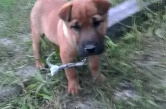 Собаки потеряшки, Полянки, фото: Потеряшка собака на Аскизском тракте 11км и Чапаево!