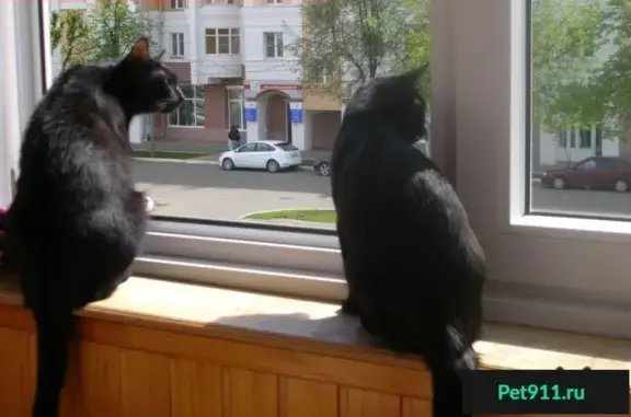 Кошки потеряшки, Лямбирский район, фото: Потеряшкаи две черные кошки в Лямбирском районе, с Саловка