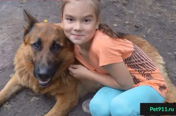Пропал пес Малыш в Снежинске, нуждается в лечении