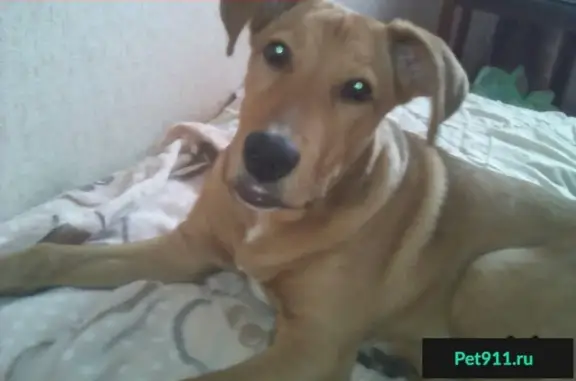 Пропала собака в микрорайоне «Мыльный», Тверская область