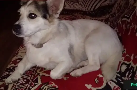 Пропала собака Моська в Санкт-Петербурге