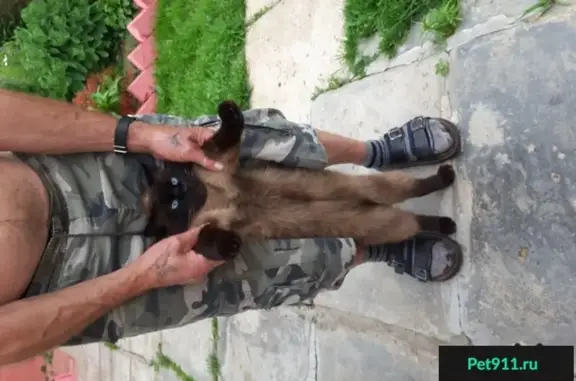 Пропал сиамский кот Леопольд в Бутово, вознаграждение.