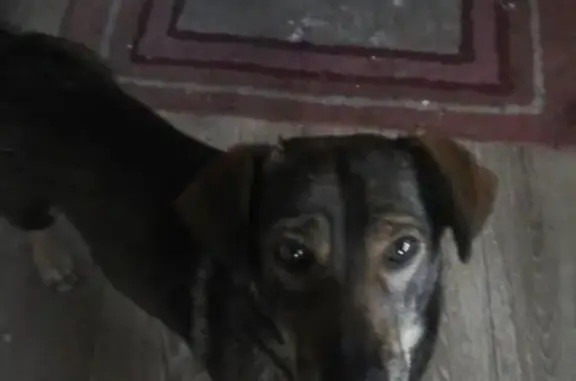 Найдена собака в Хорошово 2, Коломенский район