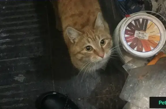 Найден рыжий кот в Майкопе