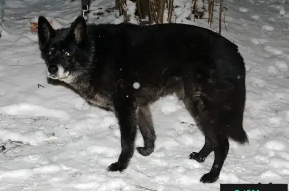 Найдена собака в лесу у озера Хепоярви, ищем хозяев!
