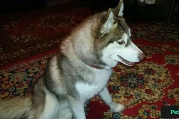 Найдена собака на Московском шоссе