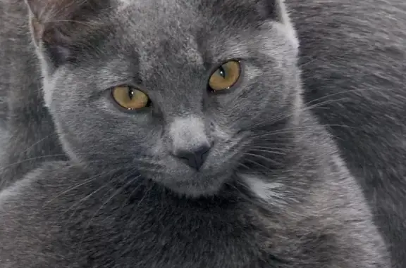 Пропала кошка с ул. Клубная, 25 в Купавне