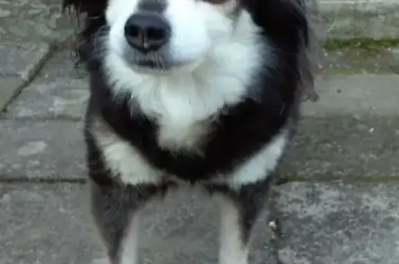 Собаки потеряшки, Вознесенское, фото: Потеряшка собака Соня, район Хлебзавода, Лабинск.