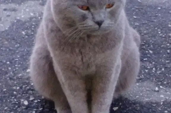 Кошки потеряшки, Ляхово, фото: Потеряшка кошка в п. Б. Козино (Ляхово), вознаграждение за информацию