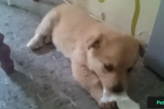 Найден щенок в Новокуйбышевске на улице Ворошилова