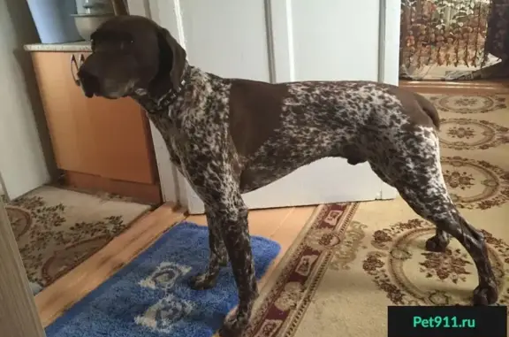 Пропала собака в поселке Косая Гора, зовут Дери