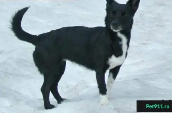 Пропала собака на ул. Масленникова, Ленинский район