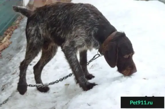 Найдена собака Дратхаар в Н. Новгороде
