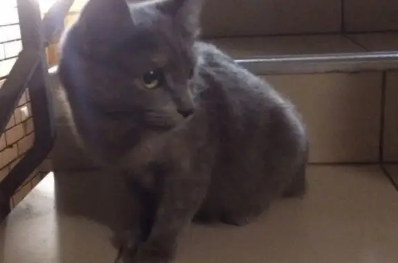 Найдена беременная кошка на Тонкинской