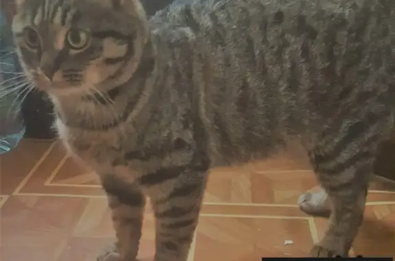 Найден домашний кот возле ул. 6 Кожуховская, ищет новых хозяев.