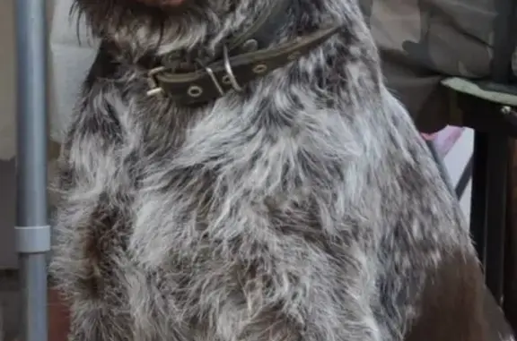 Пропала собака в Истринском районе, МО: порода Дратхаар, кличка АЙВА.