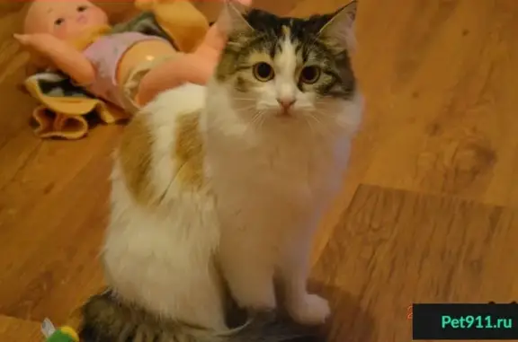 Кошки потеряшки, Введенское, фото: Потеряшка кошка Малышка ул. Гоголя 72