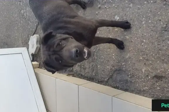Найдена собака в Краснодаре с травмой передних лап
